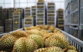 Kho lạnh bảo quản sầu riêng