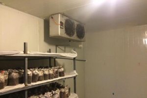 Kho lạnh bảo quản nấm