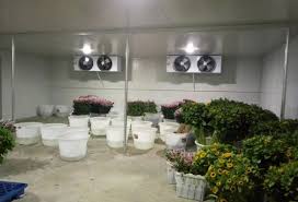 kho lạnh bảo quản hoa